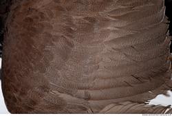 Photo Textures of Bird Feather